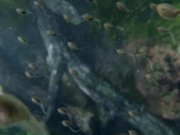 Freeview ‘Pondview’