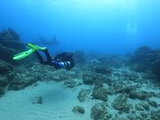 Loggerhead Turtle Cuddles a Diver