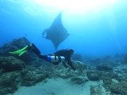 Loggerhead Turtle Cuddles a Diver