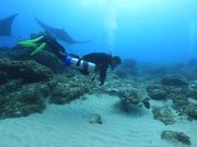 Loggerhead Turtle Cuddles a Diver