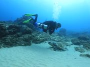 Loggerhead Turtle Cuddles a Diver