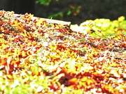 Fall Pathway in Macro