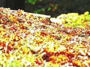 Fall Pathway in Macro