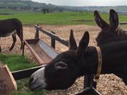 Fun with Donkeys