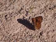 Variegated Butterfly