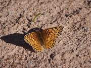 Variegated Butterfly