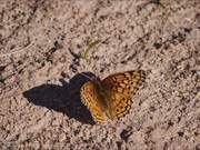 Variegated Butterfly