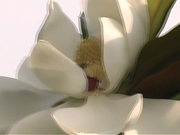 A Bee in the Tree - Slow Motion