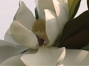 A Bee in the Tree - Slow Motion