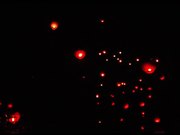 Sky Lanterns