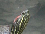 Turtle - Extreme Close Up