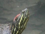 Turtle - Extreme Close Up