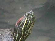 Turtle - Extreme Close Up