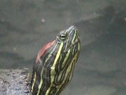 Turtle - Extreme Close Up