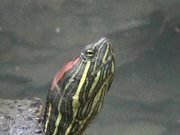 Turtle - Extreme Close Up