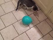 Cat and Balloon
