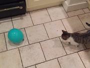 Cat and Balloon