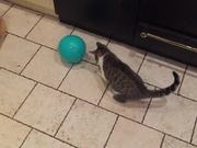 Cat and Balloon