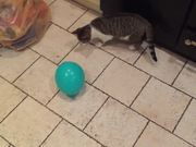 Cat and Balloon