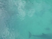 Dolphins!