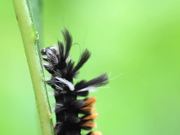 Moth Caterpillars