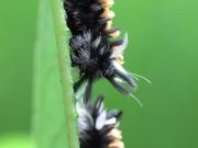 Moth Caterpillars