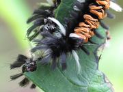 Moth Caterpillars