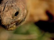 Desert Tortoise Unit 2010