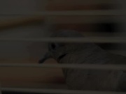 Desert Tortoise Unit 2010