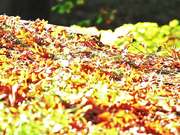 Fall Pathway in Macro