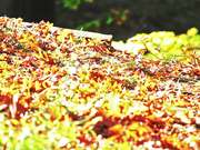 Fall Pathway in Macro