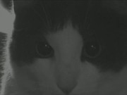 The Dreaded Cat Monster