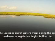 Shallow South Springing Redfish