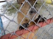 Capybara, What?