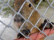 Capybara, What?