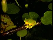 Orange-Eyed Tree Frogs
