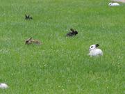 Rabbits