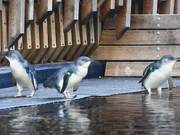 Little Penguins