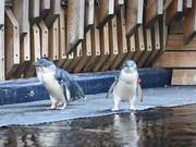 Little Penguins