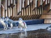 Little Penguins