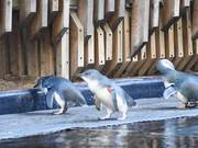 Little Penguins