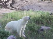 Polar Bear Close Up
