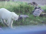 Polar Bear Close Up