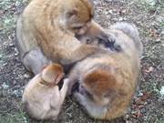 Barbary Macaque