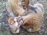 Barbary Macaque