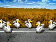 Highway Chickens
