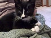 Scamperpants the Kitten
