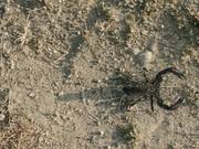 KrillStudios Showreel 2015