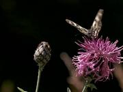 Nectar of Thistle