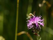 Nectar of Thistle
